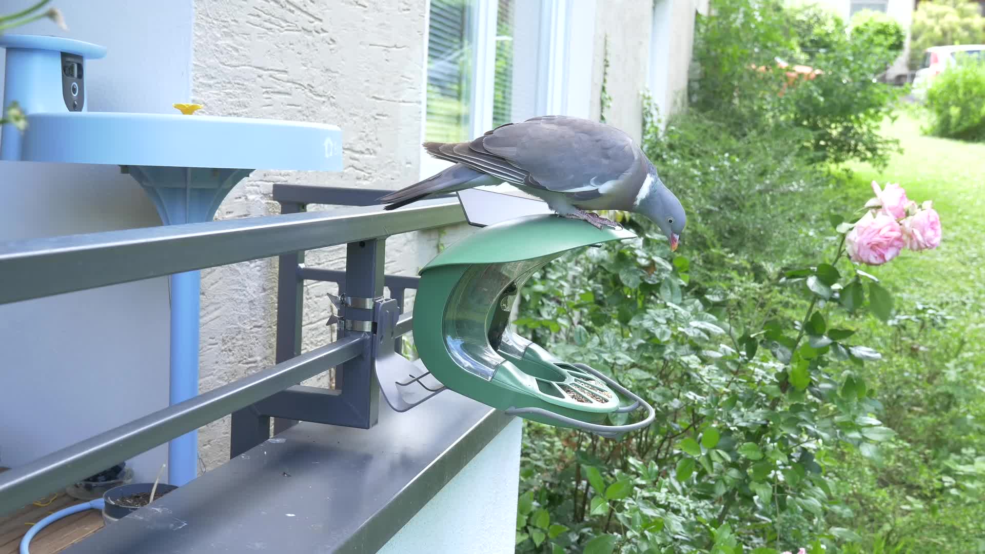 Birdfy Feeder 2 Pro im Test: Smarter Vogel-F�tterer meldet Besucher